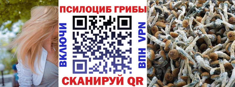 где купить наркоту  Тында  Галлюциногенные грибы мицелий 